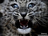 leopard_cub.jpg
