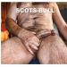 scots-bull avatar