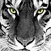 tiger4life avatar