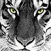 tiger4life's Avatar